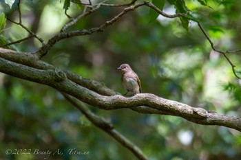 Blue-and-white Flycatcher 箕面山 Tue, 5/3/2022