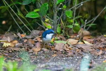 Siberian Blue Robin Osaka castle park Thu, 5/5/2022