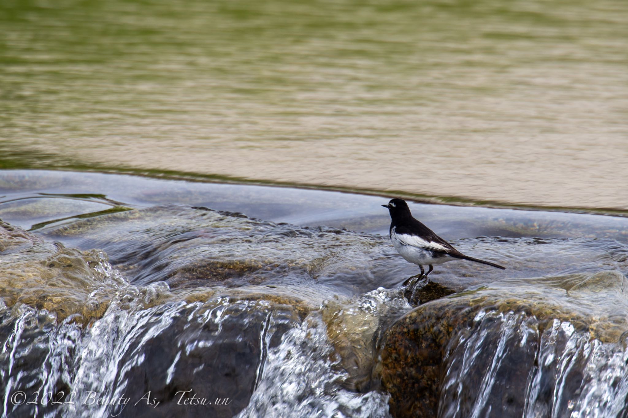 Photo of Japanese Wagtail at 鴨川 by 哲庵（てつあん）