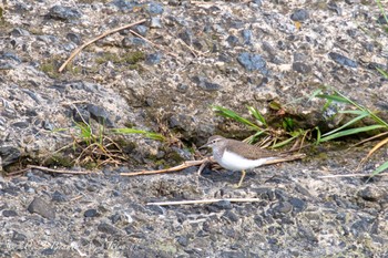 Common Sandpiper 鴨川 Fri, 5/6/2022