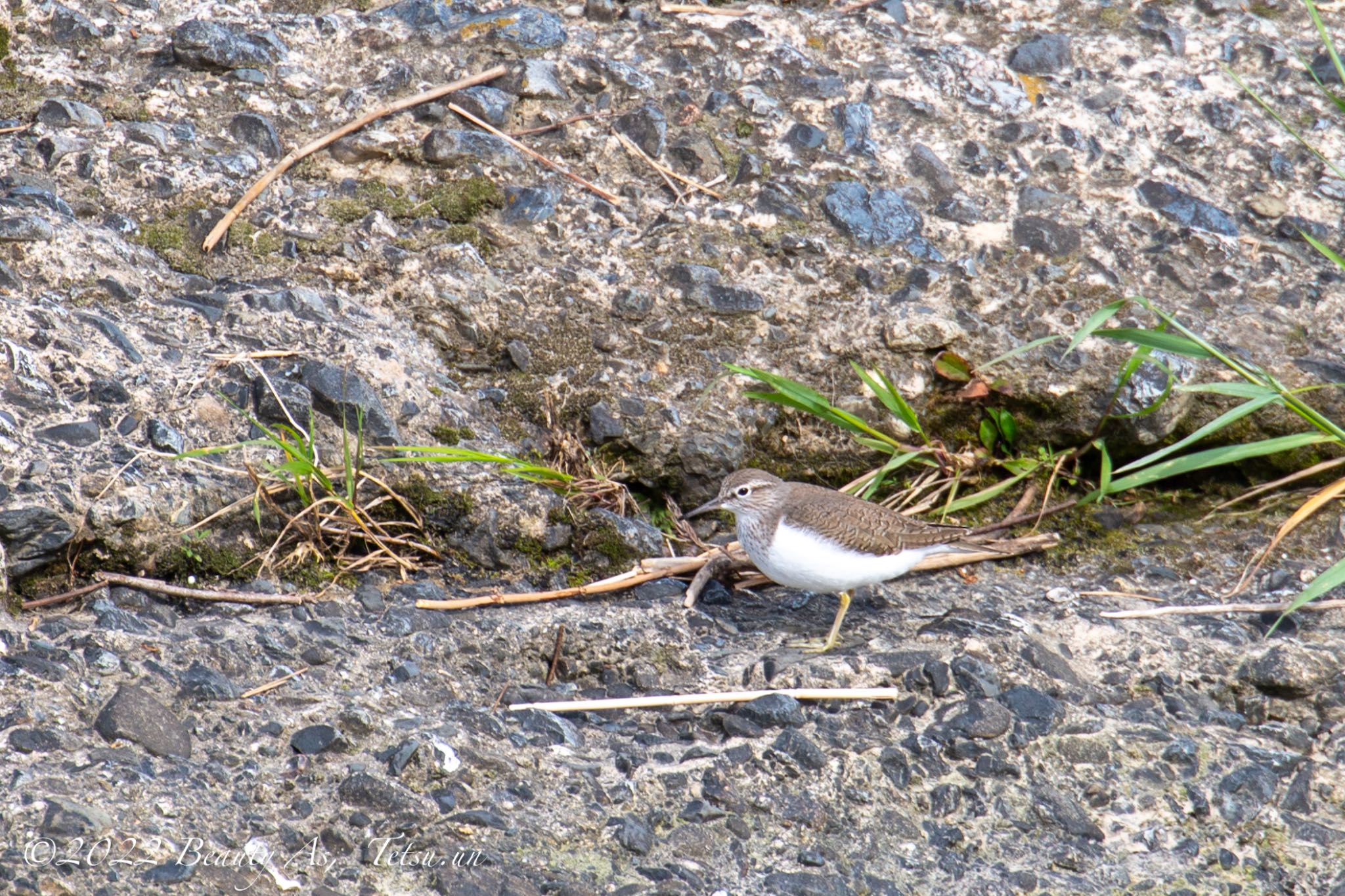 Photo of Common Sandpiper at 鴨川 by 哲庵（てつあん）