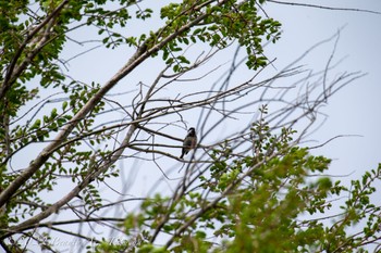 Coal Tit 比叡山 Fri, 5/6/2022