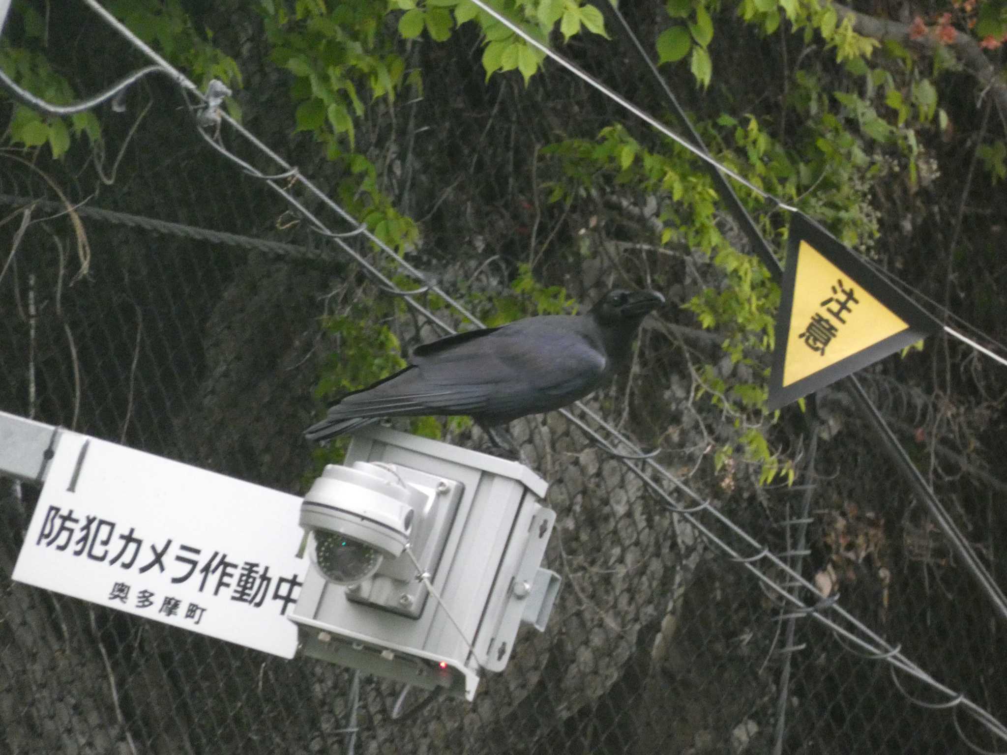 奥多摩湖 ハシブトガラスの写真 by TAGAMEDORI