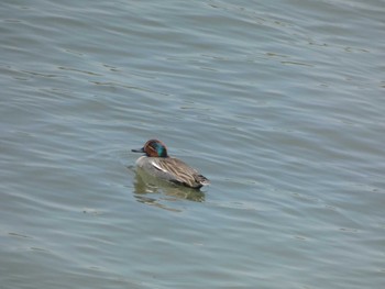 Wed, 5/4/2022 Birding report at いわき市