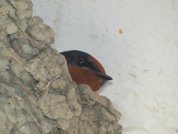 2022年5月4日(水) 常陸太田市の野鳥観察記録