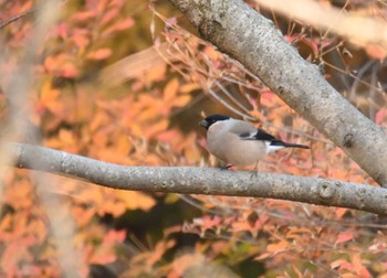 ウソ 葛西臨海公園 2017年12月3日(日)