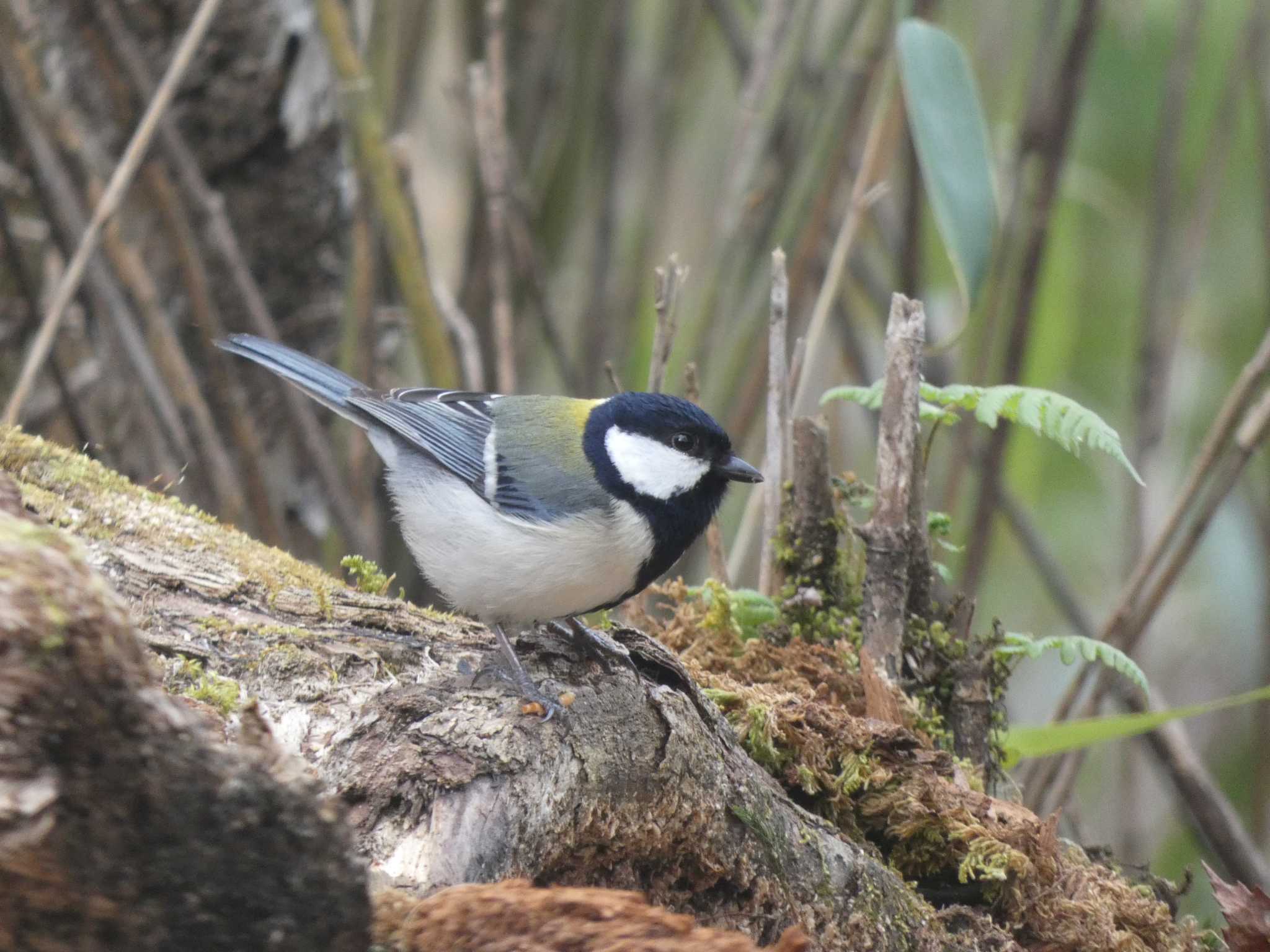 シジュウカラ