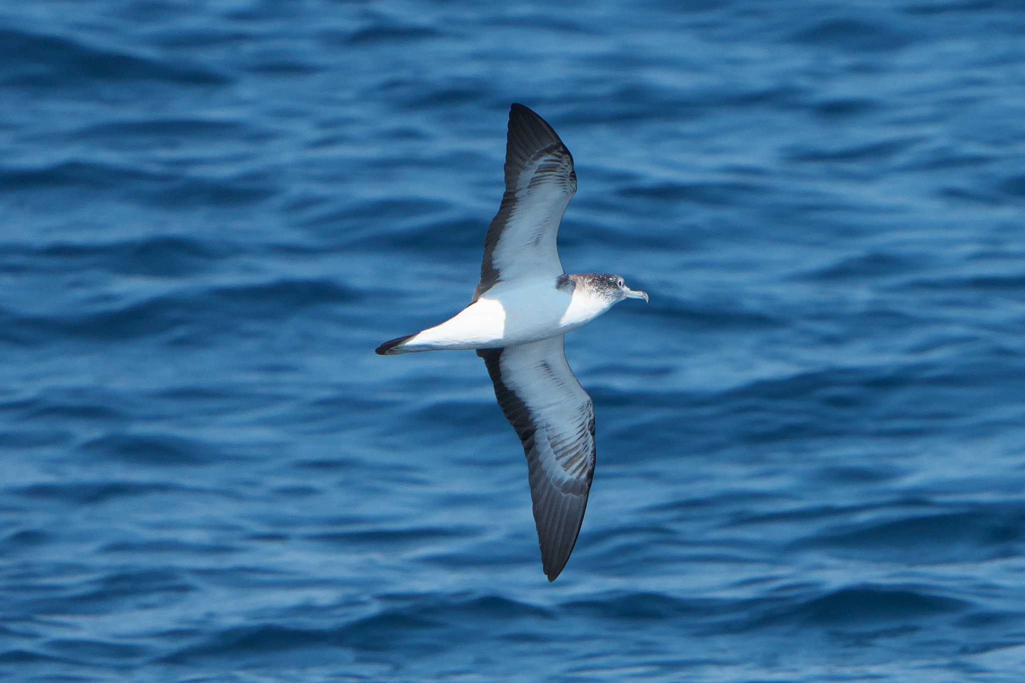 Streaked Shearwater