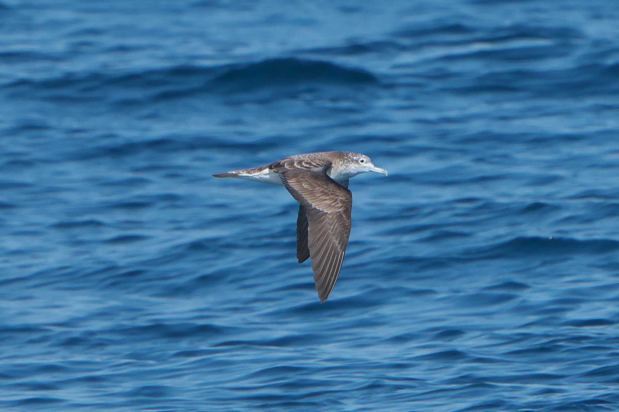 Streaked Shearwater