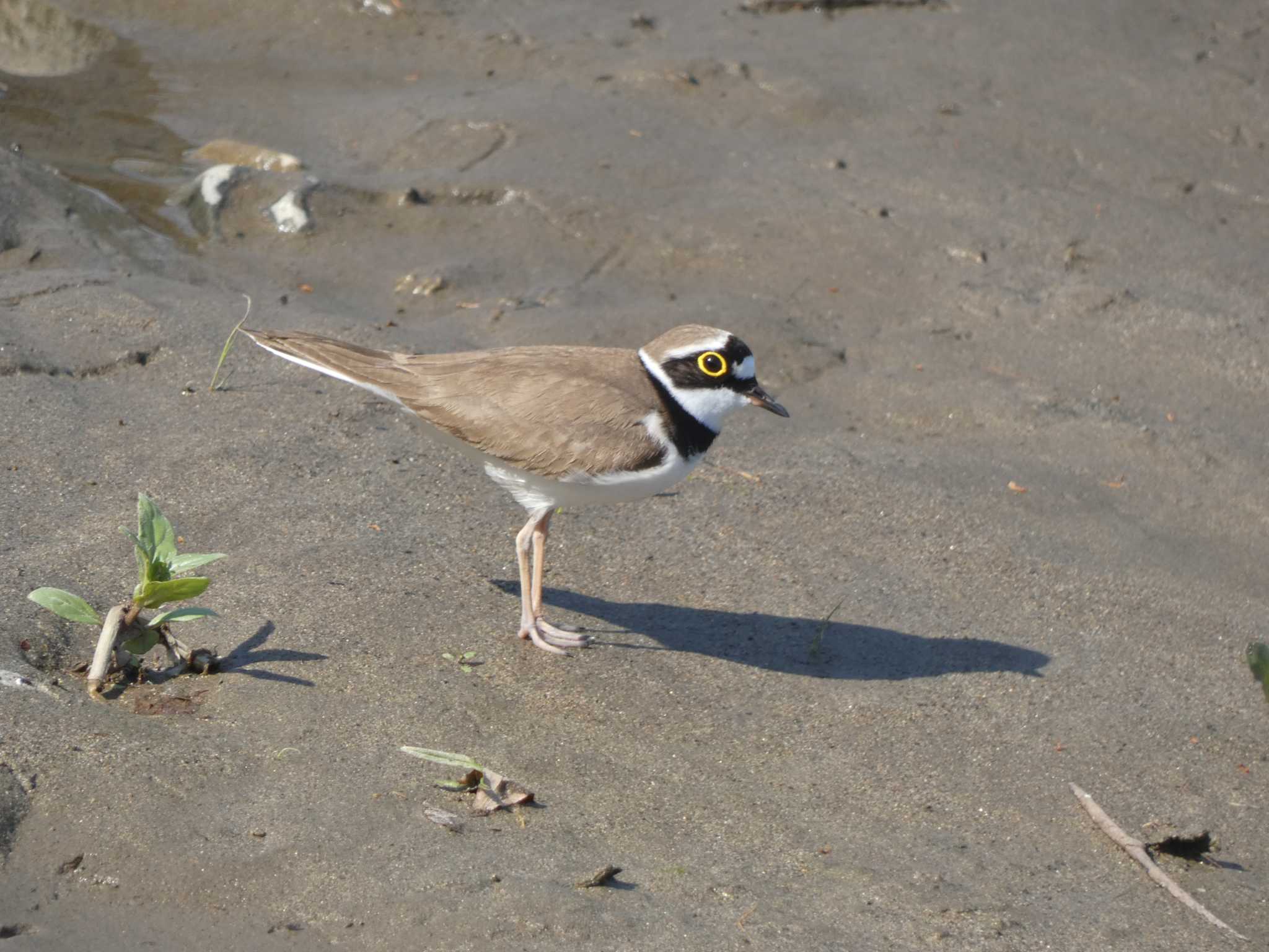 Little Ringed Plover