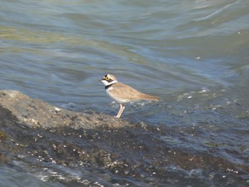 2022年5月5日(木) 久慈川(袋田付近)の野鳥観察記録