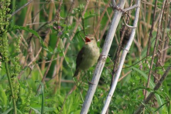 2022年5月6日(金) 北区 こどもの水辺 (東京都)の野鳥観察記録