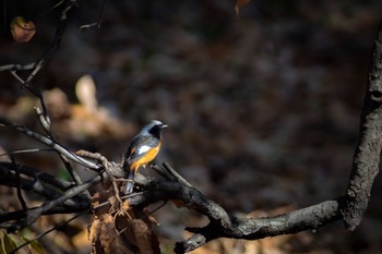 Daurian Redstart 古室山 Sun, 12/3/2017