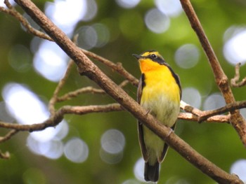 2022年5月8日(日) 座間谷戸山公園の野鳥観察記録