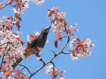 ヒヨドリ 清里 2022年5月7日(土)