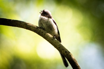 エナガ 静岡県立森林公園 2022年5月8日(日)