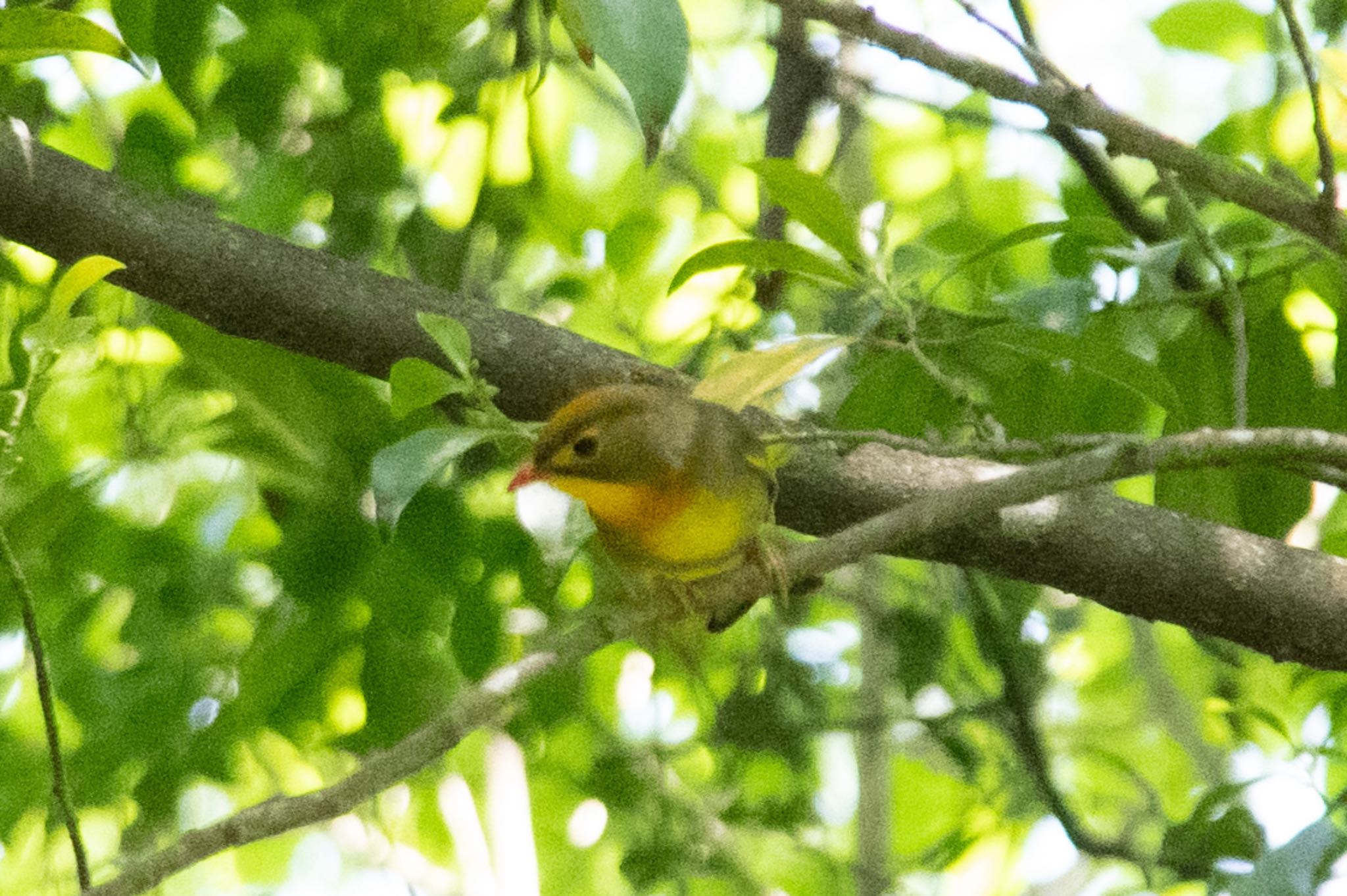 Photo of Red-billed Leiothrix at 静岡県立森林公園 by はる
