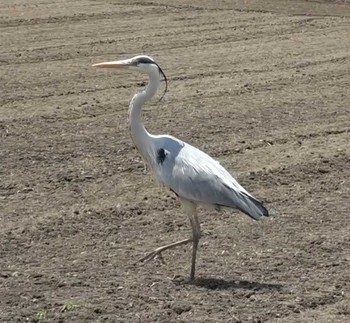 2022年5月8日(日) 香川県三木町の野鳥観察記録