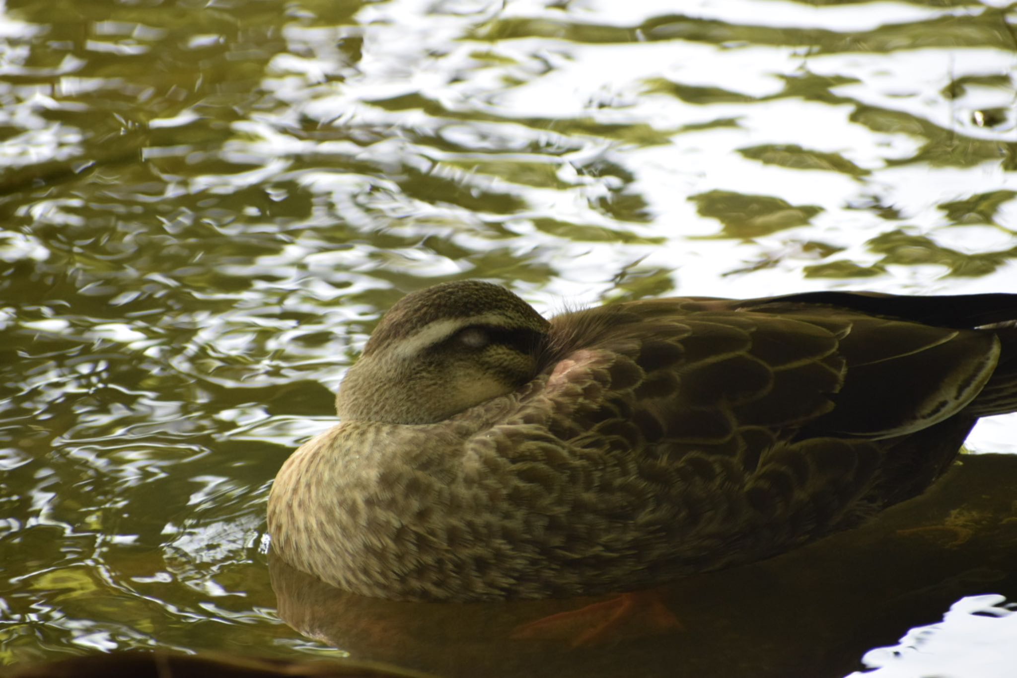 代々木公園 カルガモの写真 by masa