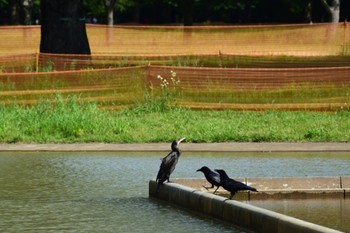 カワウ 代々木公園 2022年5月8日(日)