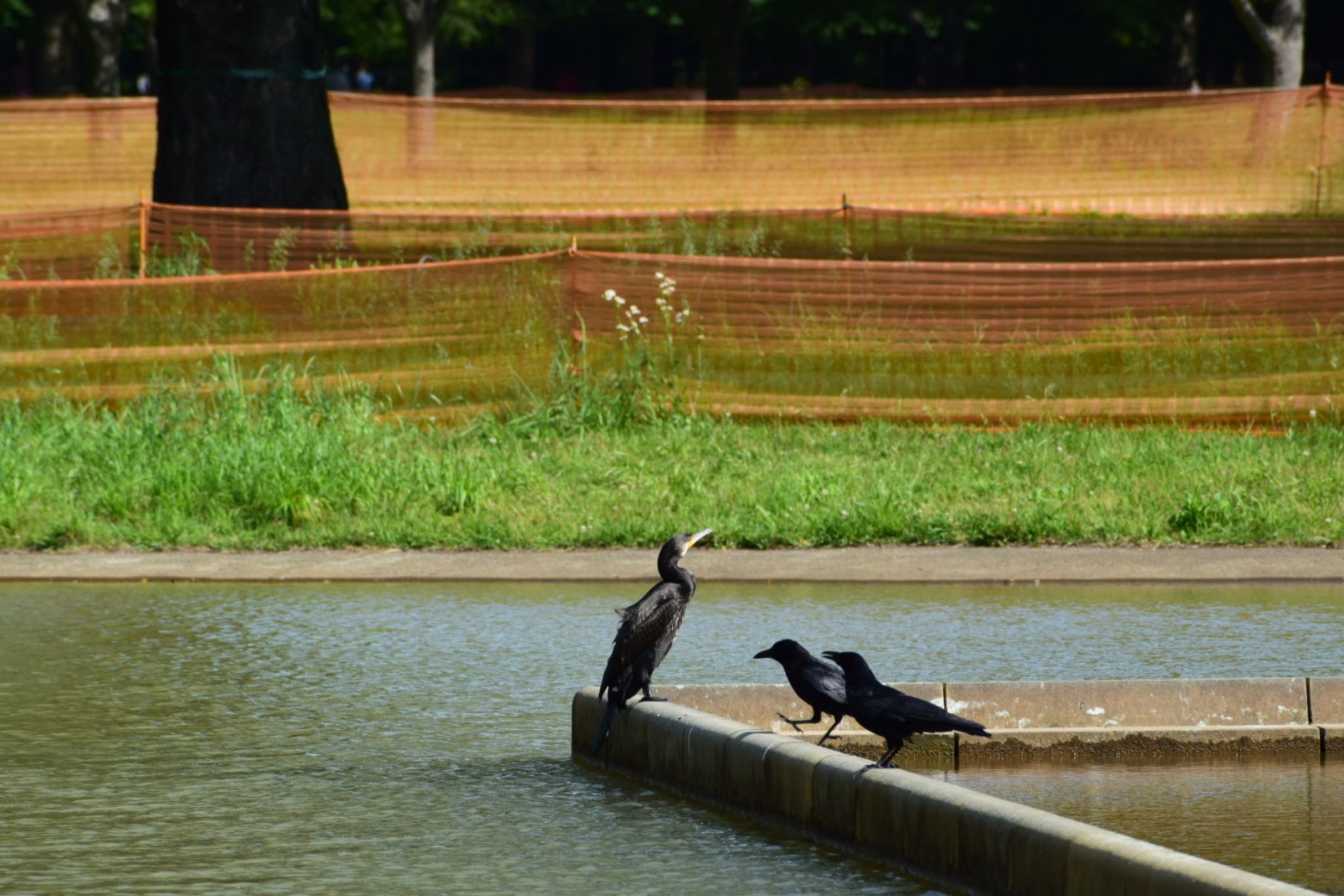 代々木公園 カワウの写真 by masa