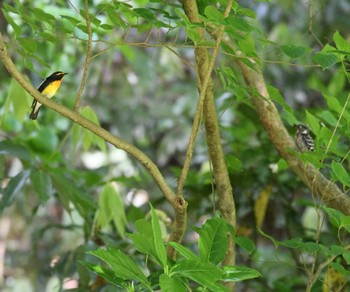 2022年5月8日(日) 舞岡公園の野鳥観察記録