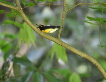 キビタキ 舞岡公園 2022年5月8日(日)