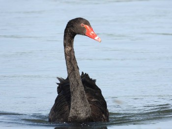 Black Swan 千波湖 Sun, 5/8/2022