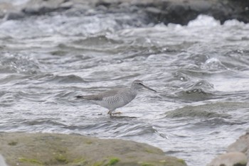 Unknown Species 多摩川二ヶ領宿河原堰 Sun, 5/8/2022