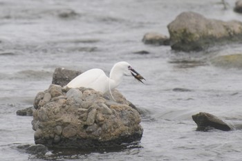 Little Egret 多摩川二ヶ領宿河原堰 Sun, 5/8/2022