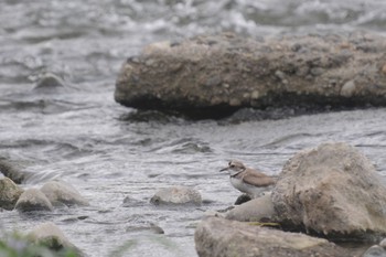 Little Ringed Plover 多摩川二ヶ領宿河原堰 Sun, 5/8/2022