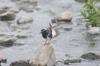 Japanese Wagtail 多摩川二ヶ領宿河原堰 Sun, 5/8/2022