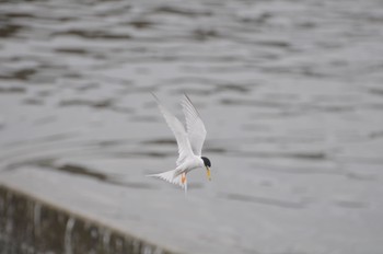 Little Tern 多摩川二ヶ領宿河原堰 Sun, 5/8/2022