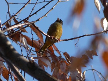 カワラヒワ 長居公園植物園 2017年12月7日(木)