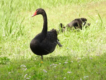 Black Swan 千波湖 Sun, 5/8/2022