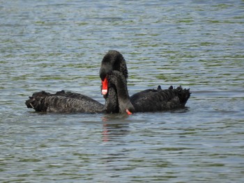 Black Swan 千波湖 Sun, 5/8/2022