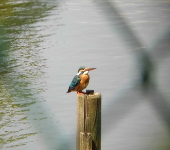 2022年5月8日(日) 埼玉県の野鳥観察記録