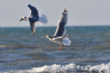 Vega Gull 石川県 Tue, 11/28/2017