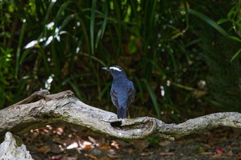 2022年5月8日(日) 大阪城公園の野鳥観察記録