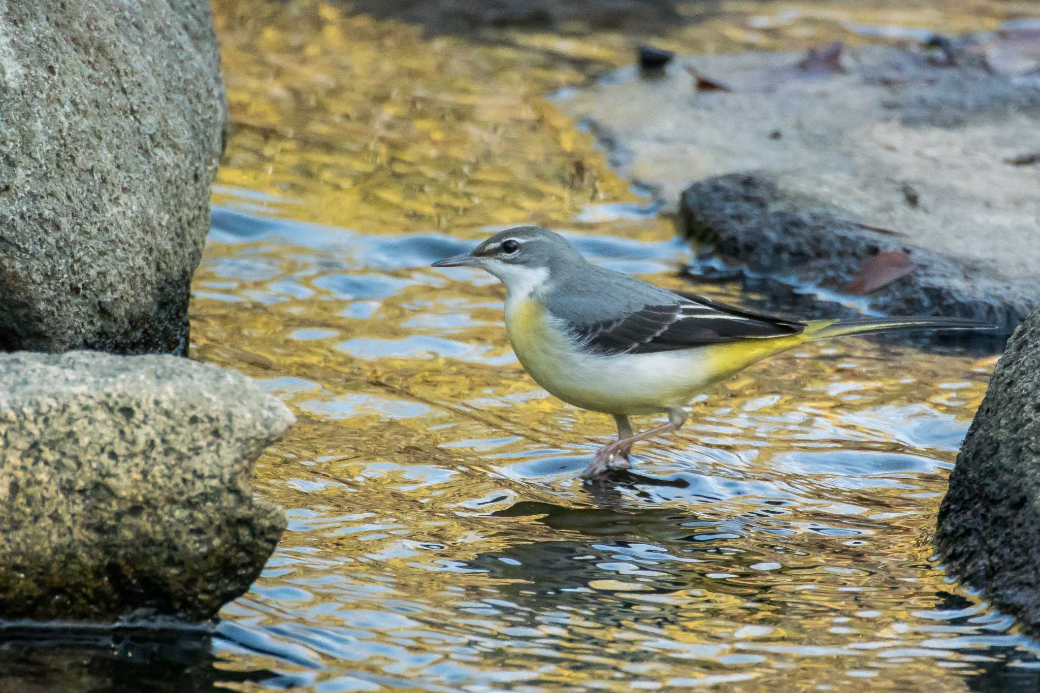 明石公園 キセキレイの写真 by ときのたまお