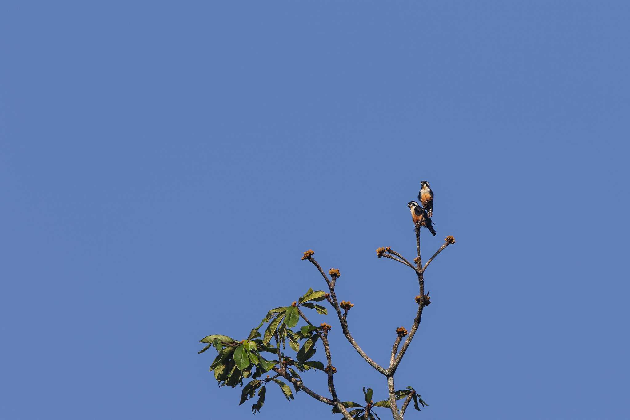 Black-thighed Falconet