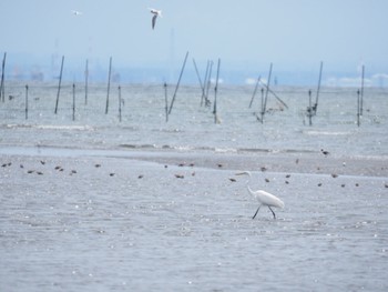 未同定 ふなばし三番瀬海浜公園 2022年5月8日(日)