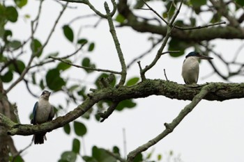 ナンヨウショウビン Sungei Buloh Wetland Reserve 2022年5月8日(日)