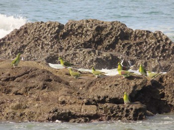 2022年5月8日(日) 大磯照ヶ崎海岸の野鳥観察記録