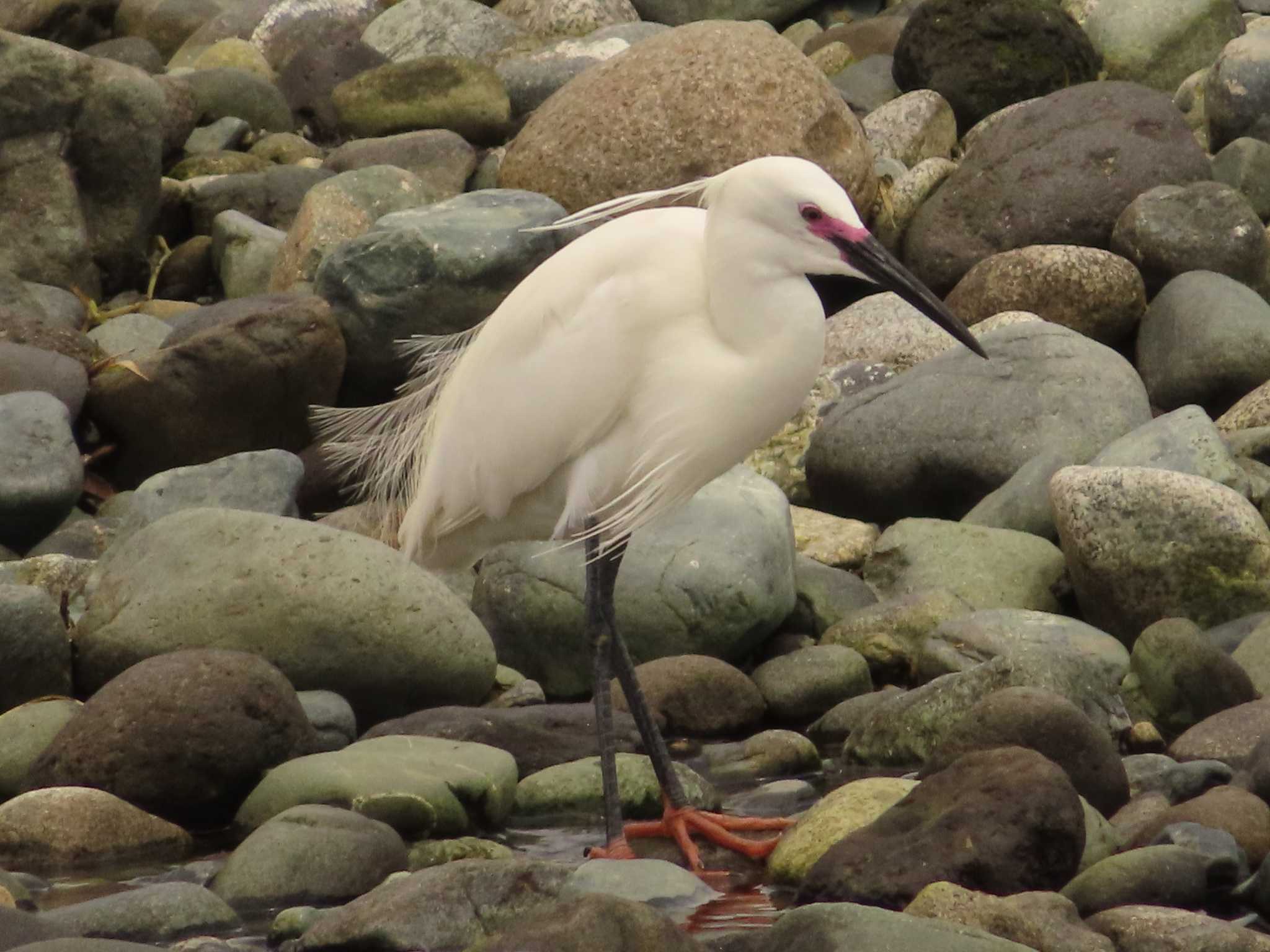 Little Egret