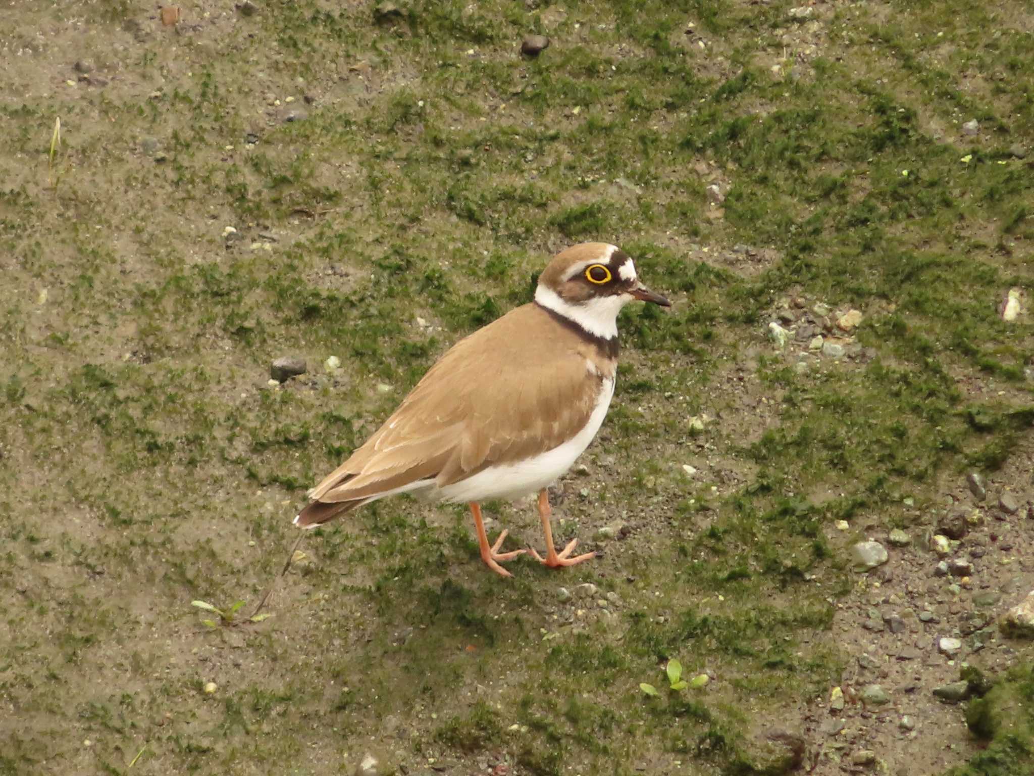 Little Ringed Plover