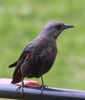 Sun, 5/8/2022 Birding report at 守谷野鳥のみち