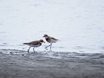 メダイチドリ ふなばし三番瀬海浜公園 2022年5月8日(日)