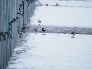 ダイゼン ふなばし三番瀬海浜公園 2022年5月8日(日)