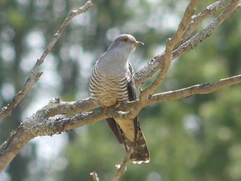 2022年5月8日(日) 北大研究林(北海道大学苫小牧研究林)の野鳥観察記録